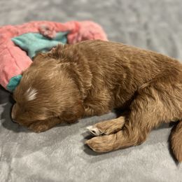Goldendoodle Puppies from Mandi's Doodles