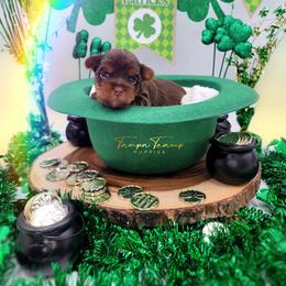 Maltese and Yorkshire Terrier Puppies from Tampa Teacup Puppies