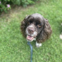 Cocker Spaniel All Grown Up from Trulove Cocker Spaniels
