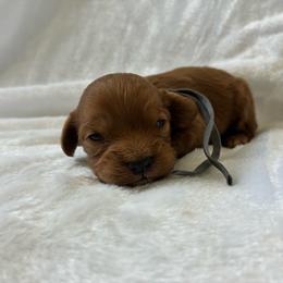 Phili - Red male Cavapoo puppy in Adrian, Oregon from ApplebyFarm