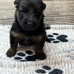 Hami light blue - Black and red male German Shepherd puppy in Herrick, South Dakota from Dakota Shepherds Kennels