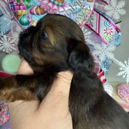 Truffle - Sable male Shih Tzu puppy in Russellville, Kentucky from The Patriot Tzu