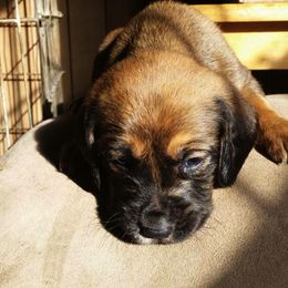 Bloodhound Puppies from Castaways Hooves & Hounds
