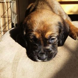Bloodhound Puppies from Castaways Hooves & Hounds