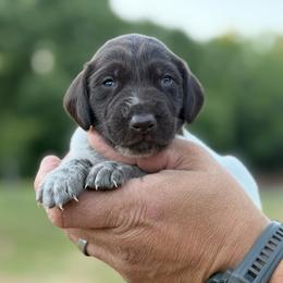 Perch - Liver roan female German Shorthaired Pointer puppy in Six Mile, South Carolina from The Proper Pointer Co.