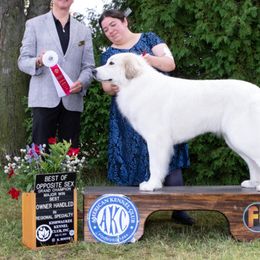 Kuna - Great Pyrenees