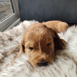 Lucky - Gold male Labradoodle puppy in Apache Junction, Arizona from Loving Doodle