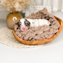 Chunk - Merle male Goldendoodle puppy in Ooltewah, Tennessee from Allison Family Doodles