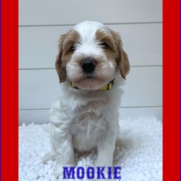 MOOKIE - Parti male Goldendoodle puppy in North Conway, New Hampshire from Arbor Grace Doodles