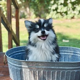 Harley - Black and white female Pomsky puppy in Spokane Valley, Washington from Northern Blue Pomskies