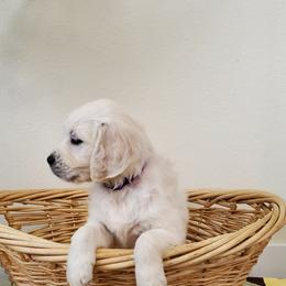 Golden Retriever Puppies from Eagle River Golden Retriever Farm