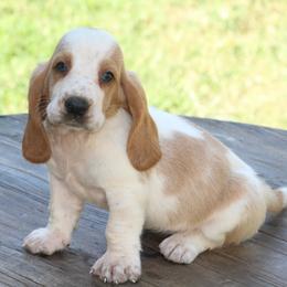 Female 1 - Red and white female Basset Hound puppy in Georgia from Huff's Hounds