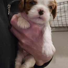 Blenheim Boy 3 - Blenheim male Cavalier King Charles Spaniel puppy in Meridian, Idaho from Reflection Cavaliers