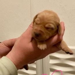 Pink - Yellow female Labrador Retriever puppy in Newaygo, Michigan from Royal Oak Gundogs