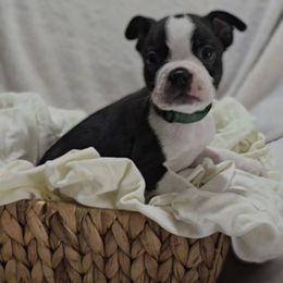 Apollo - Black and white male Boston Terrier puppy in Clinton Township, Michigan from Greenberg's Boston Terriers & Bullies of Metro Detroit