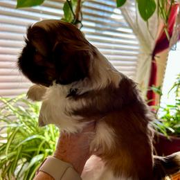 Louie - Gold and white male Shih Tzu puppy in Victorville, California from RUMBLE n TUMBLE