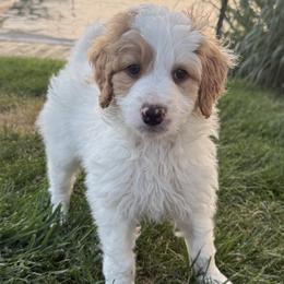 Boy 3 - male Bernedoodle puppy in Wayland, Michigan from Gun Lake Bernedoodles