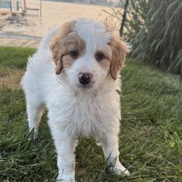 Boy 3 - male Bernedoodle puppy in Wayland, Michigan from Gun Lake Bernedoodles