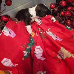 Jingle Belle - Sable and white female Tibetan Terrier puppy in Virginia from Tripitaka