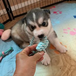 Siberian Husky Puppies from Canace Siberians