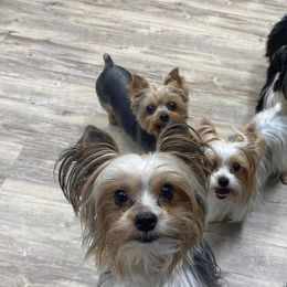 Yorkshire Terriers from Robin’s Yorkie Nest Of Mississippi