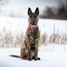 Raya - Dutch Shepherd
