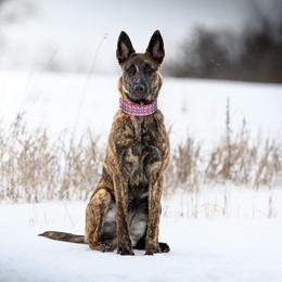 Raya - Dutch Shepherd