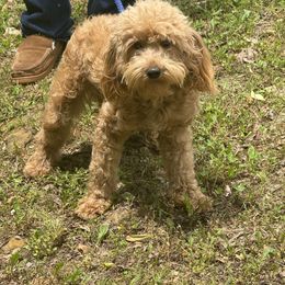 Pricilla - Goldendoodle
