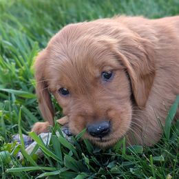 Dahlia (Purple Collar) - Dark golden Golden Retriever puppy in Buckley, Washington from Chrysus Spirit Goldens