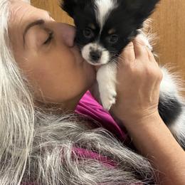 Cuddles - Black brown and white male Papillon puppy in Lake Wales, Florida from Papillon's of Polk County Florida