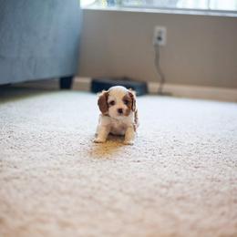 Cavalier King Charles Spaniel Puppies from Cavaliers of House Northup