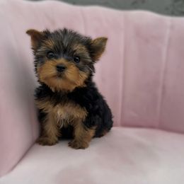Pip - 4200 - Black and tan male Yorkshire Terrier puppy in Surprise, Arizona from Enchanted Yorkies