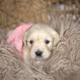 Miss Yellow - Light golden female Golden Retriever puppy in Morrill, Kansas from Grimm Girls Farm