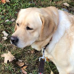 Sadie - Labrador Retriever