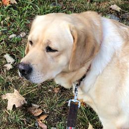 Sadie - Labrador Retriever