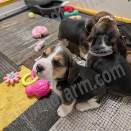 Indigo - Black tan and white male Beagle puppy in Vallejo, California from Tailwindfarm