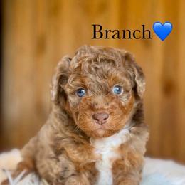 Branch - Red merle male Aussiedoodle puppy in Lancaster, Minnesota from Finney Ranch
