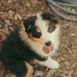 Blossom - Black tri-color female Australian Shepherd puppy in Cotati, California from Tried and True Aussies