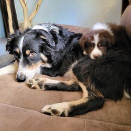 Lizzy - Australian Shepherd