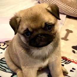 Great Pyrenees, Pekingese, and Pug Puppies from Triptych Kennels