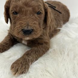 Black boy - Red  male Goldendoodle puppy in Waskom, Texas from Pearls & Curls doodles & poodles