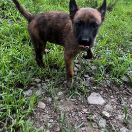 Sirius - Black brindle male Dutch Shepherd puppy in Catskill, New York from Vom Kugelblitz Kennels