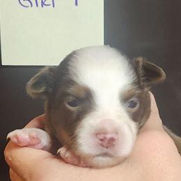 Girl 6 - Red tri female Miniature Australian Shepherd puppy in Hampton, Tennessee from TC Farms Stock Dogs - Miniature Australian Shepherds