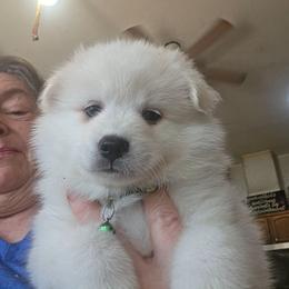 Prince Duke Pluto - White male American Eskimo Dog puppy in Grants Pass, Oregon from SnH Eskies