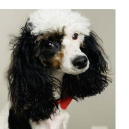 Elle Belle - Bernedoodle