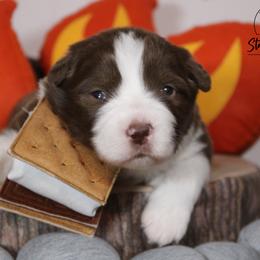 Australian Shepherd Puppies from Starlit Grove Australian Shepherds