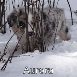 Australian Shepherd Puppies from Glacier Aussies