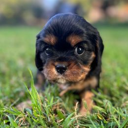Girl 2 - Black and tan female Cavalier King Charles Spaniel puppy in Wilton, California from Becky's Cavalier King Charles Spaniels