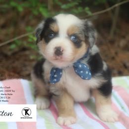 Winston- BMM2 - Blue merle male Toy Australian Shepherd puppy in Nacogdoches, Texas from TK Standard, Mini, & Toy Aussies