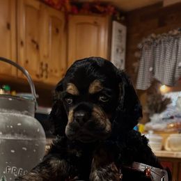 Blk N Tan boy 1 - Black and tan male Cocker Spaniel puppy in Fairview, Utah from Hidden Vallies Cocker Spaniels